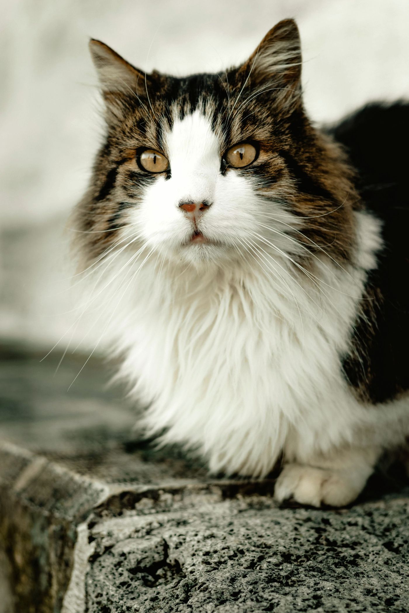 A fluffy wide-eyed cat